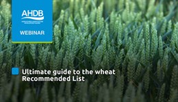Ultimate guide to the wheat Recommended List